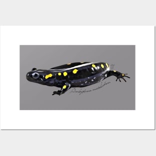 Spotted salamander art with scientific name Posters and Art